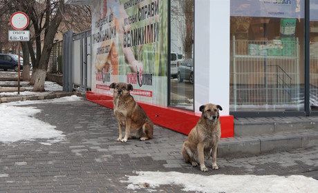 Безпритульні собаки у Південноукраїнську: що показав рейд журналістів у дворах і біля ліцеїв