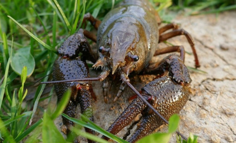 Від початку липня на водоймах України дозволяється лов раків