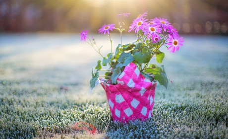 На Луганщині синоптики прогнозують сильні заморозки 17 травня: що варто знати сватівчанам