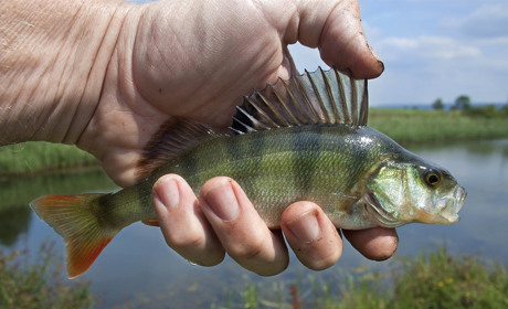 Через зневоднення у Райгородці Сватівського району загинуло 13 тонн риби на 6,7 мільйонів гривень