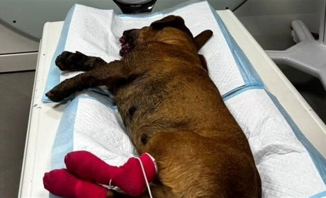 Жорстокий інцидент: в Одесі волонтери рятують собаку, якій розірвало щелепу петардою (фото 18+)