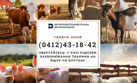 Підвищений ризик занесення ящуру та блутангу: на Житомирщині діє гаряча лінія для повідомлень