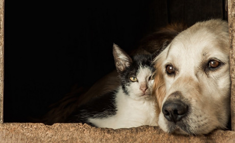 «Нет» жестокости. Что меняет закон о защите животных?