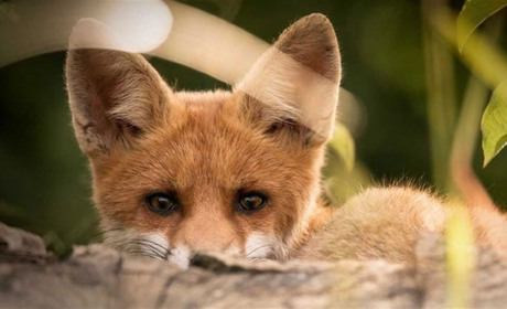 На Полтавщині розкладатимуть вакцину від сказу для диких тварин: що важливо знати