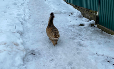 Коти Бару: фотодобірка від двору до двору