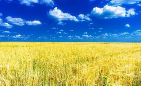 На Шепетівщині у громадян рф вилучили 6 земельних ділянок