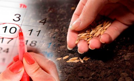 Посівний календар на квітень 2023: в які дні жителям Білопільщини варто братися за городній інвентар