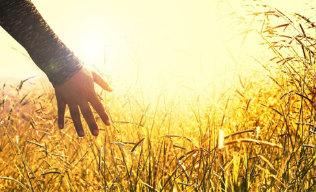 Суд повернув 33 гектари землі вартістю 2 мільйона гривень Стельмахівській сільраді, що на Сватівщині