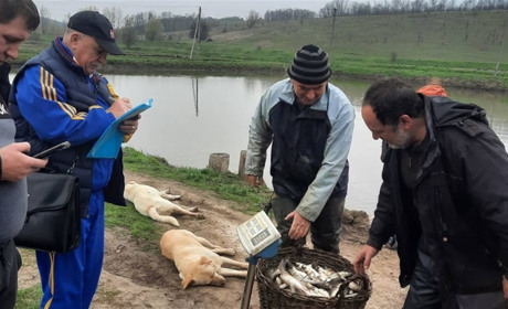 У Фастівське водосховище запустили 7400 кілограмів товстолоба, коропа та білого амура