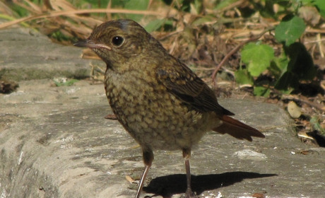 Айда на фотоохоту! Мы подскажем, как выглядят птицы Мелитопольщины 
