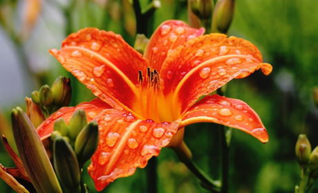 Дощі повертаються: Якою буде погода у Сватовому і районі в останній тиждень липня