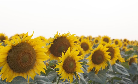 Погода у Старокостянтинові з 5 по 11 серпня: спека повертається