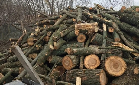 Пів мільйона на дровах: затримали «чорних лісорубів», які нищили дуби біля Вигоди