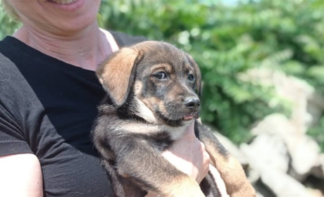 Світлана Компанієць: “В умовах війни у Южному загострилася проблема безпритульних тварин”