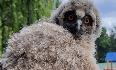У музеї буде діяти виставка пташиних гнізд та пташиних яєць