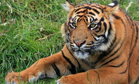 10 фактів і міфів про тигра: що сватівчани знають про господаря 2022 року — тест від Сватове.City