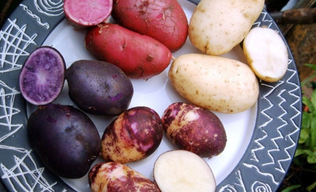 10 найкращих сортів картоплі