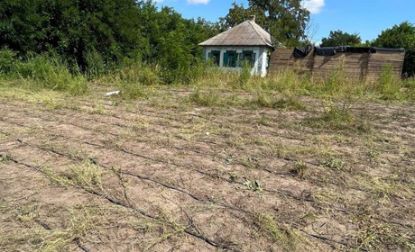 На Черкащині поліцейські викрили масштабну плантацію коноплі