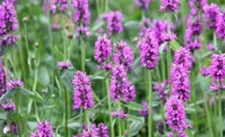 Описание и лечебные свойства буквицы