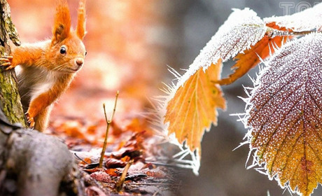 Якою погодою з нами попрощається листопад: прогноз синоптиків