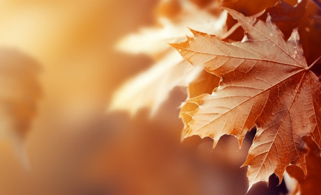 Якою буде погода на Сватівщині з 8 по 14 листопада 2021: прогноз на тиждень