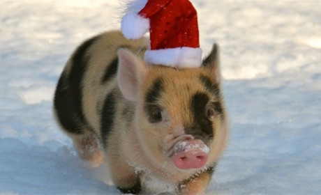 Гра: Чи багато ви знаєте про символ 2019 року?