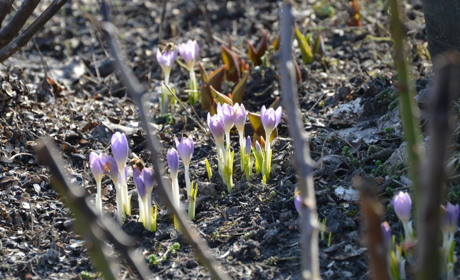 Якою буде погода у Сватовому і районі у останній тиждень березня