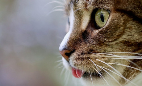 Понад 100 людей постраждали від укусів тварин за тиждень: тривожна статистика на Одещині