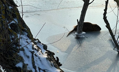 Холодна пастка: десятки нутрій загинули на річці в Біляївці