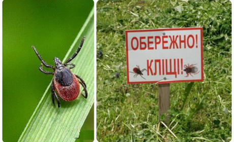 Рятувальники попереджають про небезпеку укусів кліщів