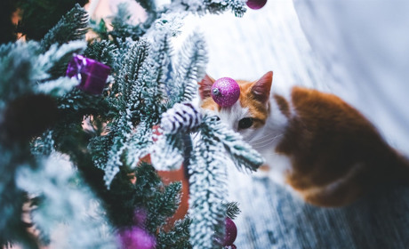 Опитування: Що сватівчани обіцяли собі на Новий рік та чи виконали вони свої обіцянки