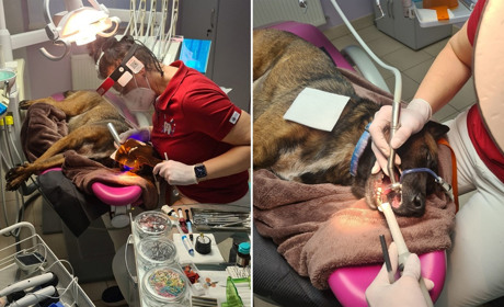 Переяславська лікарка-стоматолог полікувала зуби собаці, яка служить в теробороні