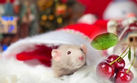 «С Новым годом!» - третий дубль: сегодня ночью 2020-й можно встретить по китайскому календарю