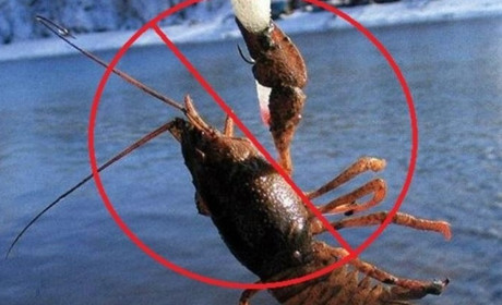 З 5 серпня діятиме заборона на лов раків: навіщо її встановлюють і що загрожує порушникам