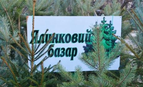 Купити ялинку в Умані безпечно: погоджено офіційні місця продажу хвойних дерев