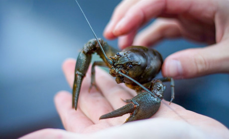 Із 15 серпня заборонено ловити раків: штрафи "кусаються"