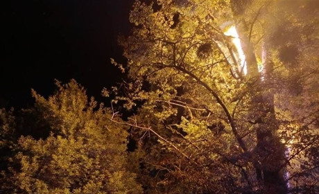 На кладовищі в Переяславі загорілося дерево: хроніка поліції