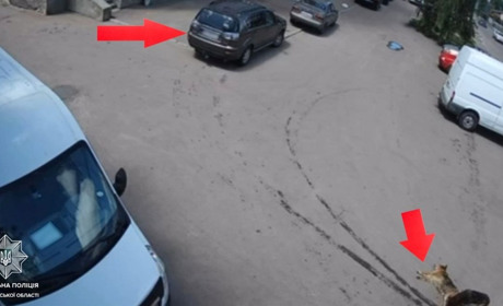 Водій збив собаку і залишив її помирати: поліцейські вилучили автівку та відкрили кримінальну справу