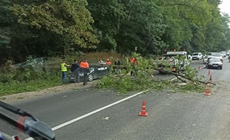 На Чортківщині на припаркований біля лісу автомобіль впало дерево