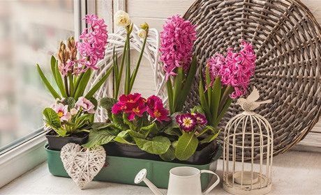 Вирощування весняних цибулинних квітів до свят в домашніх умовах