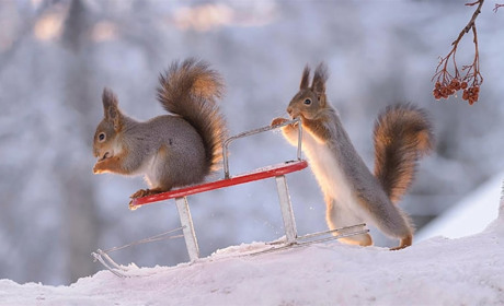 З якою погодою до нас прийшов лютий?