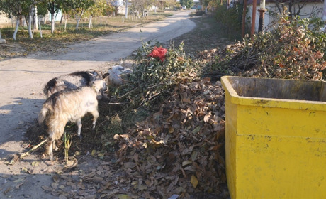 Лоза, гілля, городина: комунальники нагадують -  це не сміття, їх не забиратиме машина. Як діяти