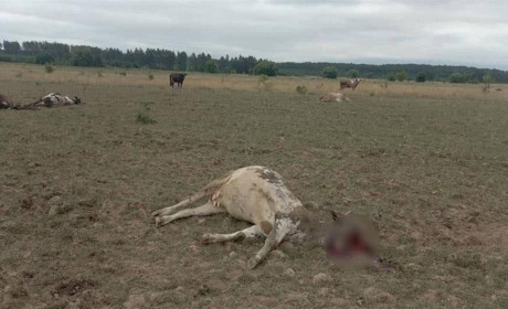 7 липня: ворог тричі обстріляв Чернігівску область