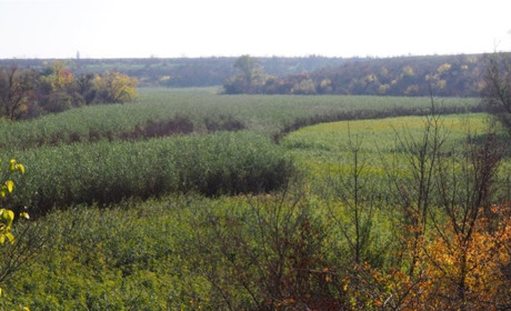 На дні колишнього Каховського водосховища верби сягають 5 метрів