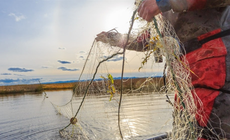 Ловив червонокнижну рибу сіткою під час нересту: жителя с.Безсокирне притягнуть до відповідальності