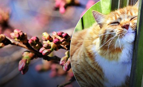 Початок тижня порадує хорошою погодою, далі очікуємо дощів - прогноз погоди від синоптиків