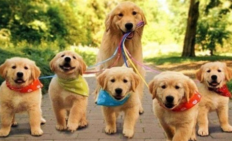 Врятуй братів наших менших: безпритульні улюбленці, які шукають дім у Южному (ФОТО)