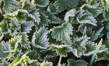 Найближчі чотири доби на Київщині можливі нічні заморозки