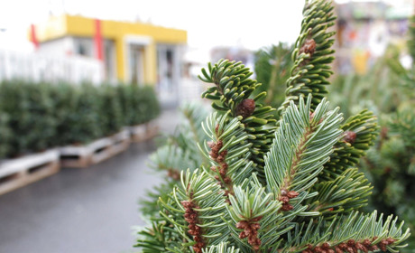 Де на Володимиреччині можна купити легальну новорічну ялинку + ціни