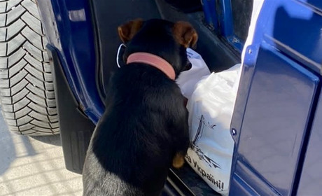 В пункту пропуску "Паланка-Маяки-Удобне" Лорд знайшов набої в рейсовому автобусі Одеса-Кишинів